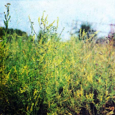 Донник лекарственный — двулетнее травянистое растение с прямым ветвящимся стеблем высотой до 1,5 м с тройчатыми зазубренными листьями и мелкими желтыми цветками
