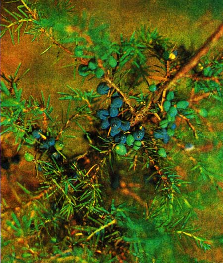 Вечнозеленый двудомный кустарник, можжевельник. Женские ягодообразные плоды — шишкоягоды сидят по одной в пазухах листьев молодых веточек. Зрелые плоды синевато-черные с сизым восковатым налетом