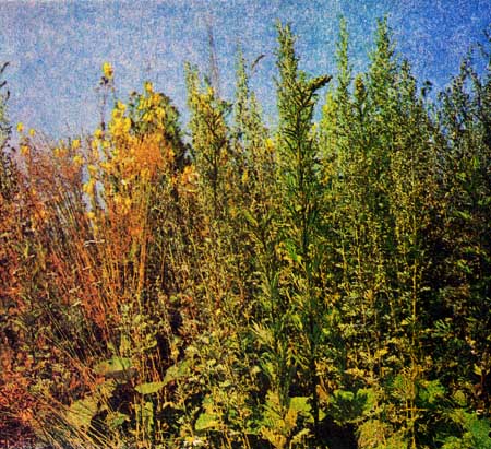 Полынь горькая часто растет возле жилья, по пустырям, по огородам вместе с полынью обыкновенной — чернобыльником, тоже лекарственным растением