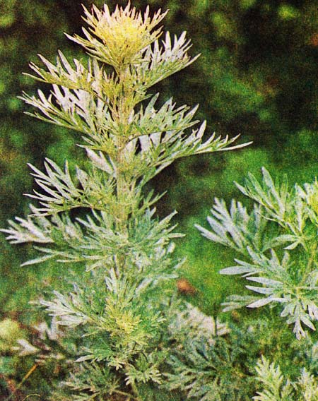 Полынь горькая — многолетнее травянистое растение с красивыми серовато-серебристыми листьями и мелкими поникающими цветочными корзинками, собранными в пирамидальную метелку