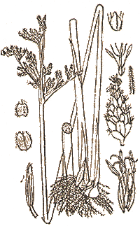 Scirpus lacustris  — Камыш.