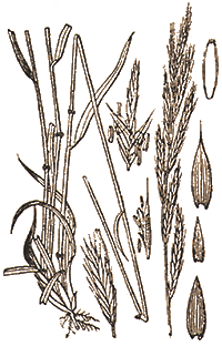Brachypodium pinnatum —Коротконожка.
