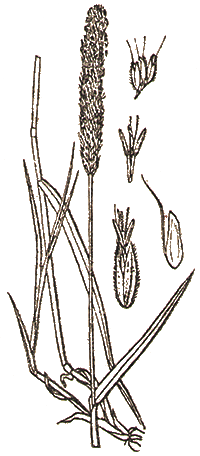 Alopecurus pratensis —  Лисий хвост