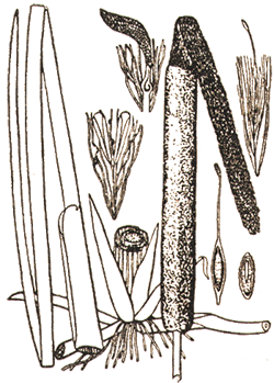Typha latifolia - Рогоз широколистный