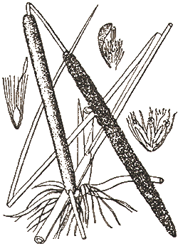 Typha angustifolia - Рогоз узколистный